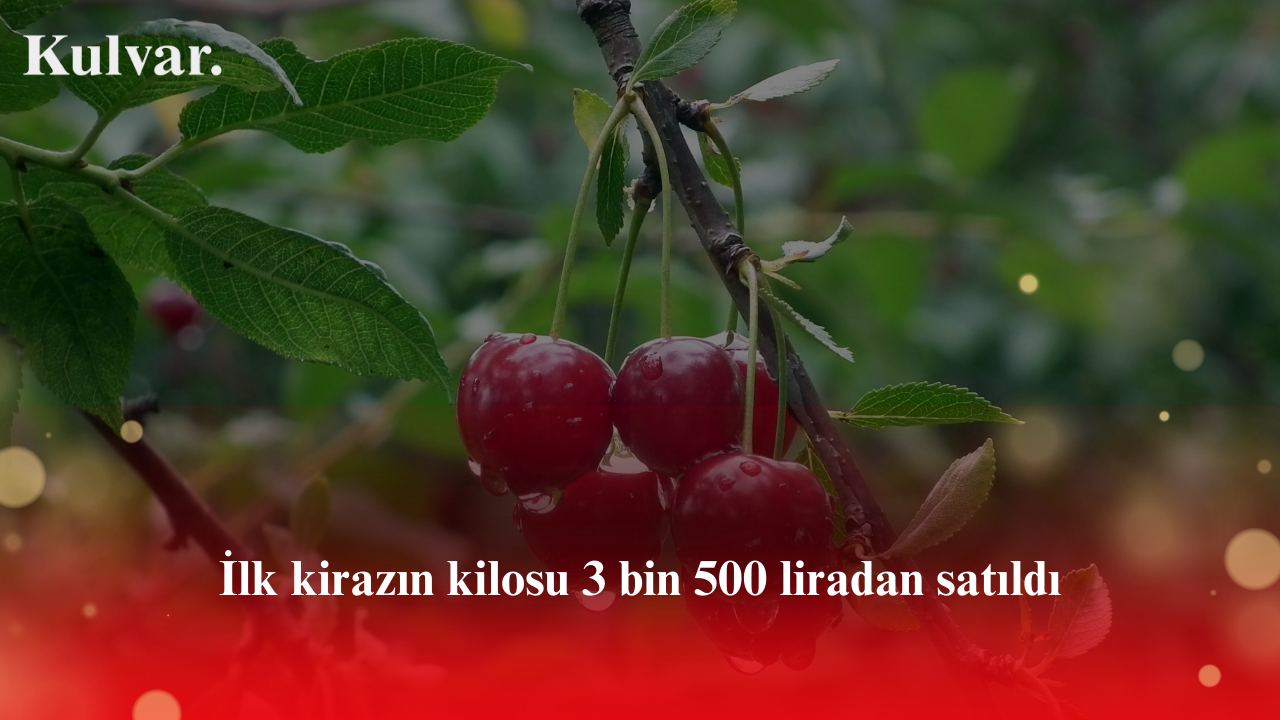 İlk kirazın kilosu 3 bin 500 liradan satıldı