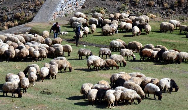 Tarım